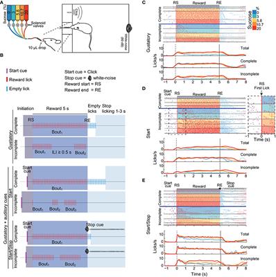 Encoding of Sucrose's Palatability in the Nucleus Accumbens Shell and Its Modulation by Exteroceptive Auditory Cues